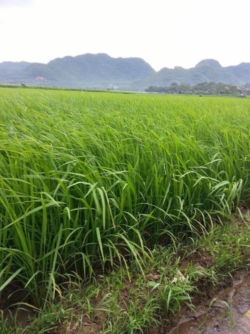 Đoàn cán bộ trường Học Viện Nông nghiệp Việt Nam cùng với ban lãnh đạo công ty thăm đồng lúa sử dụng phân bón tại Bá Thước - Thanh Hóa