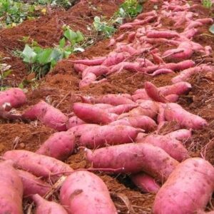 LỤC THẦN NÔNG CHO CÂY KHOAI LANG