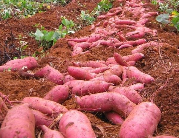 LỤC THẦN NÔNG CHO CÂY KHOAI LANG