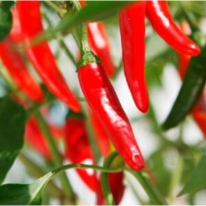 LỤC THẦN NÔNG CHO CÂY ỚT