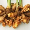 LỤC THẦN NÔNG CHO CÂY NGHỆ