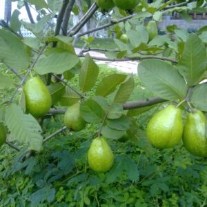LỤC THẦN NÔNG CHO CÂY ỔI