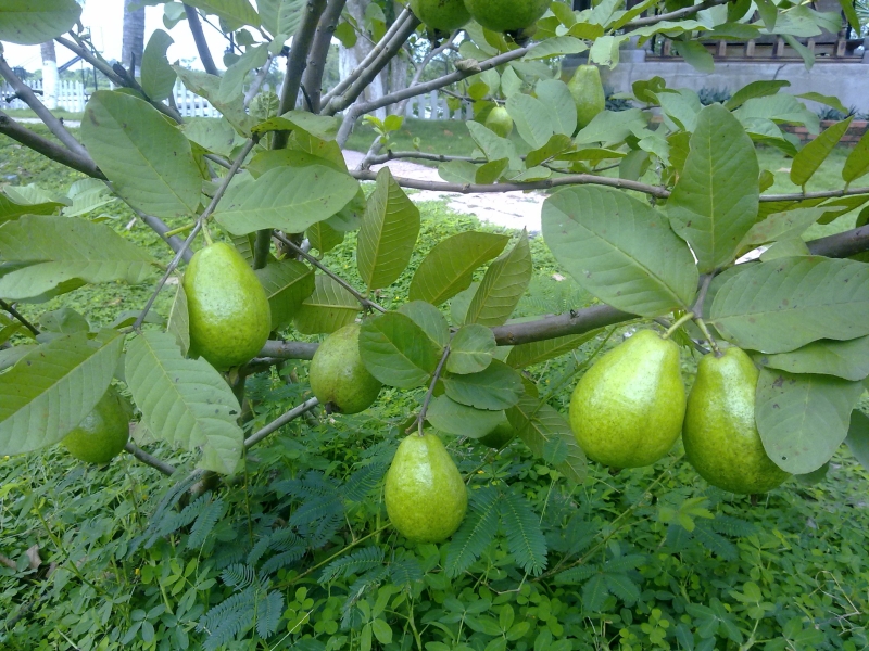 LỤC THẦN NÔNG CHO CÂY ỔI