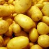 LỤC THẦN NÔNG CHO KHOAI TÂY