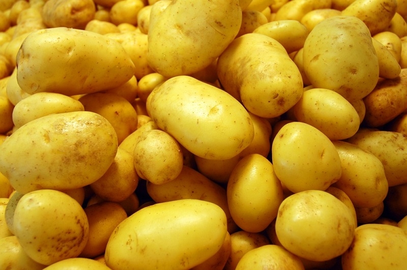 LỤC THẦN NÔNG CHO KHOAI TÂY
