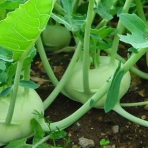 LỤC THẦN NÔNG CHO CÂY XU HÀO